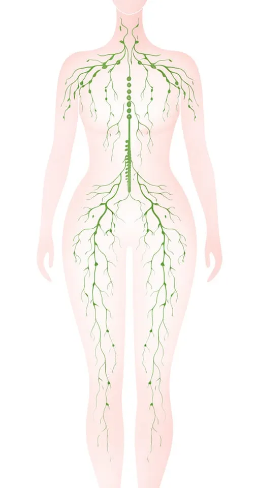 Das Lymphsystem verstehen: Grundlagen, Funktion und Bedeutung für dein Wohlbefinden