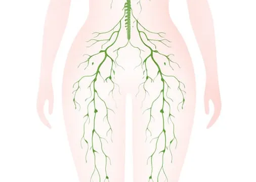 Das Lymphsystem verstehen: Grundlagen, Funktion und Bedeutung für dein Wohlbefinden